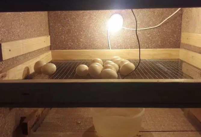 Incubator Available for sale
