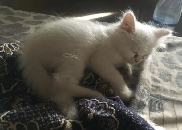 3 white kitten Male Available for sale