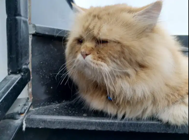 Persian male cat for mating! Available for Sale in Quetta