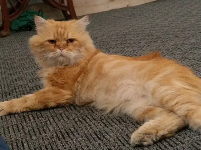 Persian male cat for mating! Available for Sale in Quetta