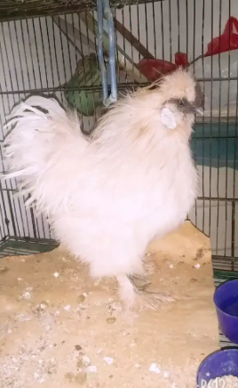 A+ QUALITY WHITE SILKIE MALE FOR SALE