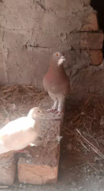 Pigeon Available for sale
