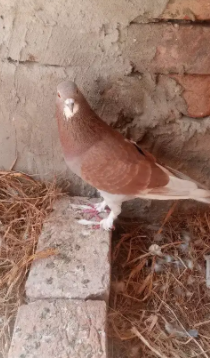 Pigeon Available for sale