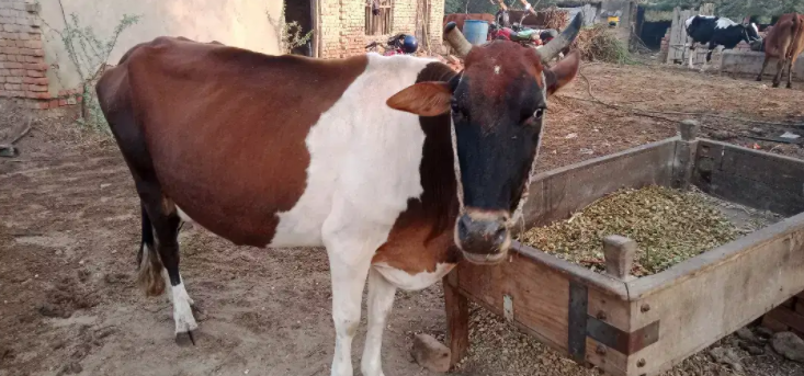 One cow healthy and active Available for Sale in Faisalabad
