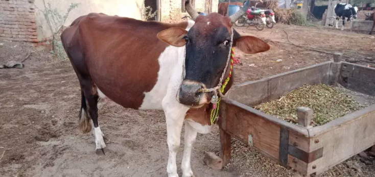 One cow healthy and active Available for Sale in Faisalabad