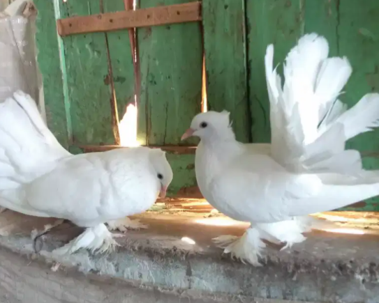 Indian Fantail Bleeder Pair With Eggs Available For Sale