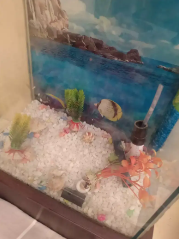 Aquarium Available For Sale