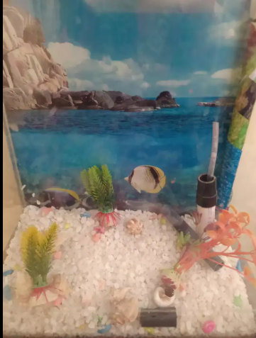 Aquarium Available For Sale
