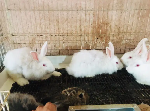 White Rabbit Available for sale