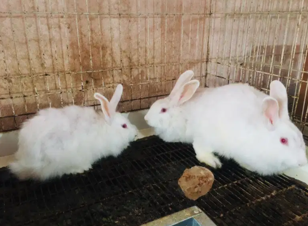 White Rabbit Available for sale