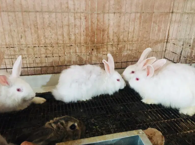 White Rabbit Available for sale