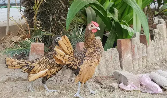 Golden Seabright pair Available for sale