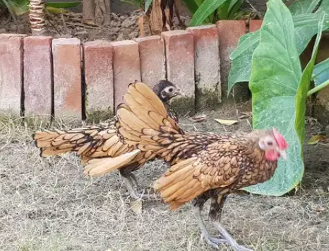 Golden Seabright pair Available for sale