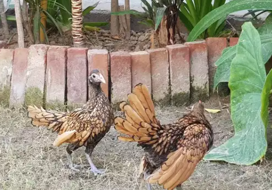 Golden Seabright pair Available for sale