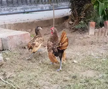 Golden Seabright pair Available for sale