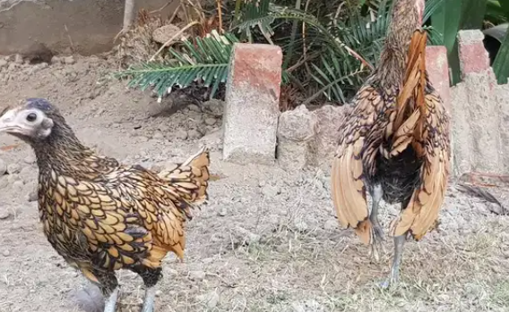 Golden Seabright pair Available for sale