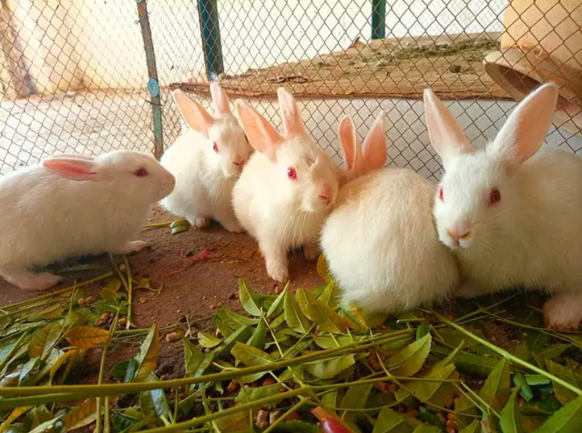 White Rabbit angora Available for Sale in Chakwal