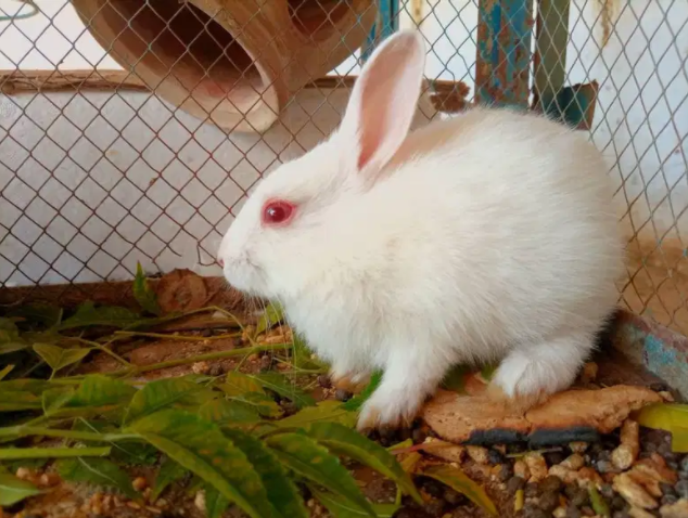 White Rabbit angora Available for Sale in Chakwal