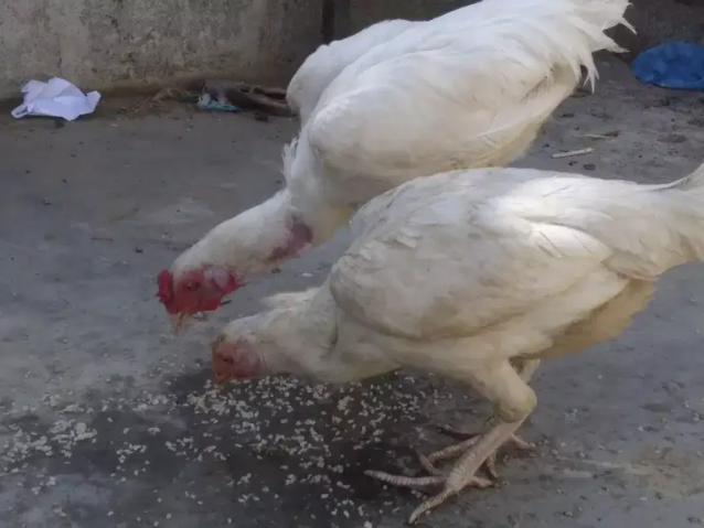 Hen Available for sale