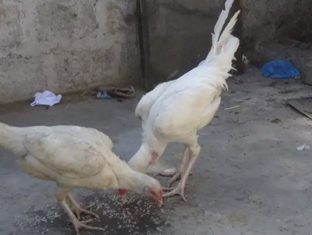 Hen Available for sale