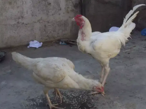 Hen Available for sale