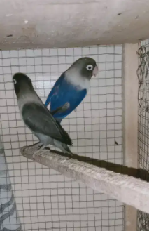 voilet move pair Available for sale