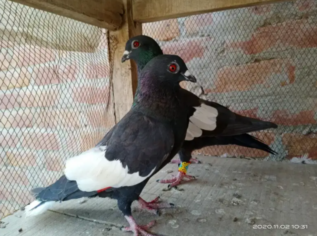 Pigeon Available for sale