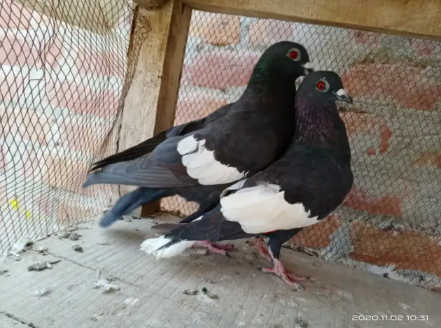 Pigeon Available for sale