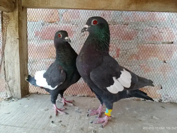 Pigeon Available for sale