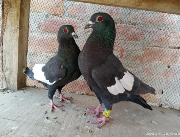 Pigeon Available for sale