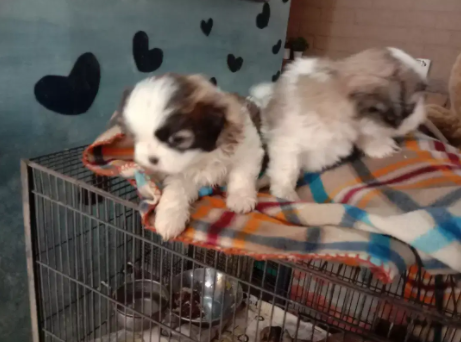 Sigh Tzu puppies Available for Sale in Lahore