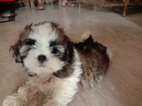 Sigh Tzu puppies Available for Sale in Lahore