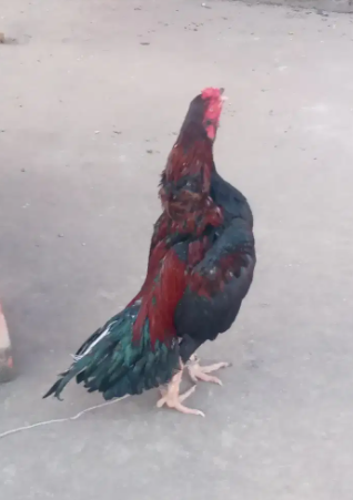 Cock for sale