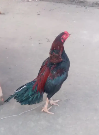Cock for sale