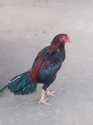 Cock for sale