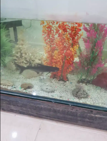 large Fish Aquarium Available for sale