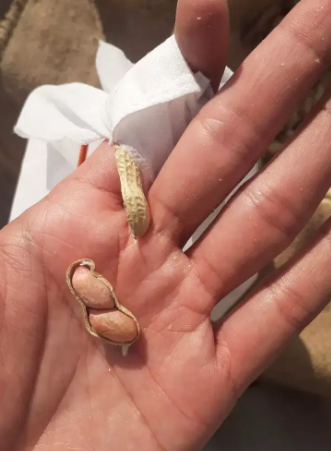 Good quality peanuts available all over Pakistan