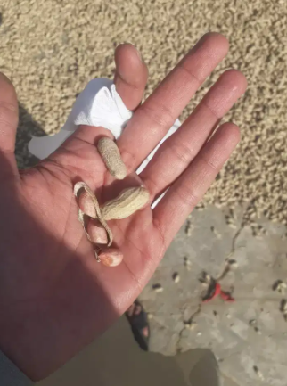 Good quality peanuts available all over Pakistan