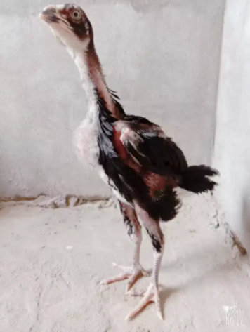 Pure Aseel Chicks available for sale