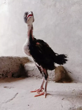 Pure Aseel Chicks available for sale