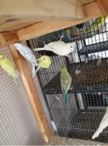 2 pair breeder budgies available for sale