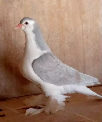 Pigeon Available for sale