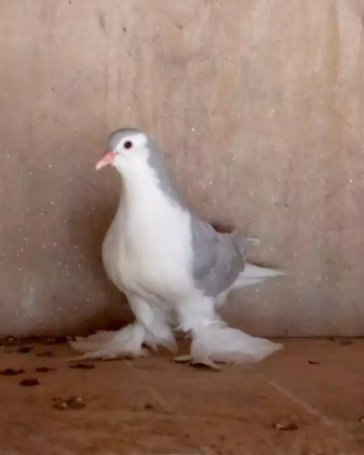 Pigeon Available for sale