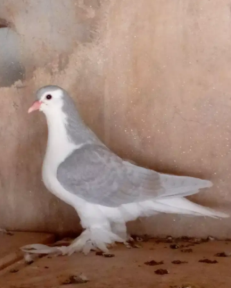 Pigeon Available for sale