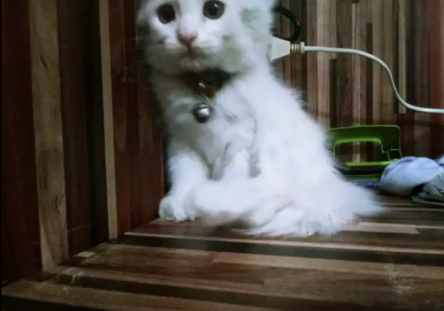 Persian triple coated kitten female Available for sale