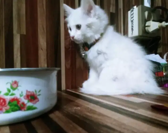 Persian triple coated kitten female Available for sale