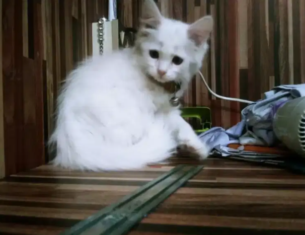 Persian triple coated kitten female Available for sale
