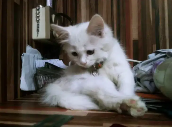 Persian triple coated kitten female Available for sale