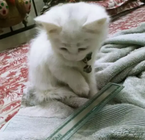 Persian triple coated kitten female Available for sale