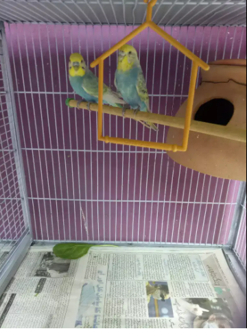 Budgies AVailable for sale